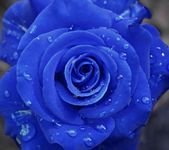 pic for blue rose 